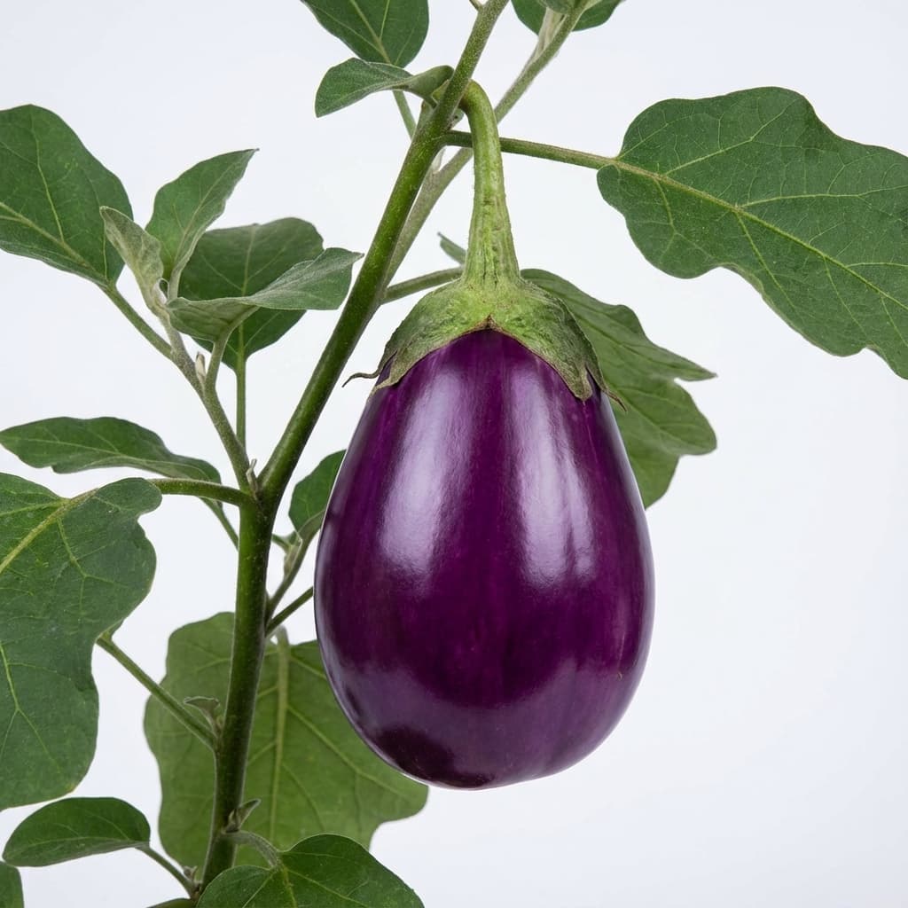 Brinjal Seedlings